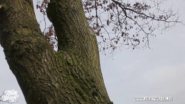 Tied to a Tree: Cute Girl Gets Hard Fuck in the Park